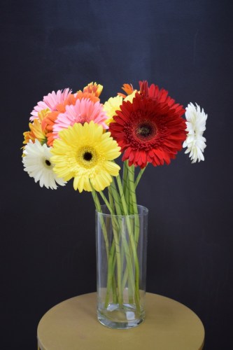 gerbera