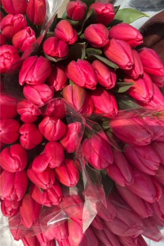 ярко-розовые